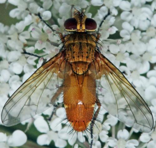 Leskia aurea